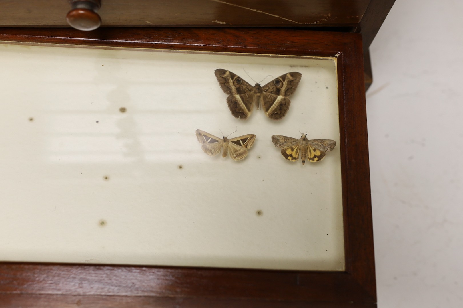 And early 20th century mahogany cabinet of UK moth and butterfly specimens, six trays together with two cased butterfly specimens and an empty display case, large cabinet 45 cms high x 39 cms wide.